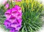Digitales pour anniversaires