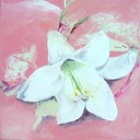 Lys blanc