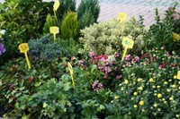 Stand Sundgau fleurs plantes.JPG