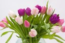 image tulipes