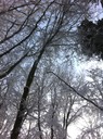 Les arbres dans le froid
