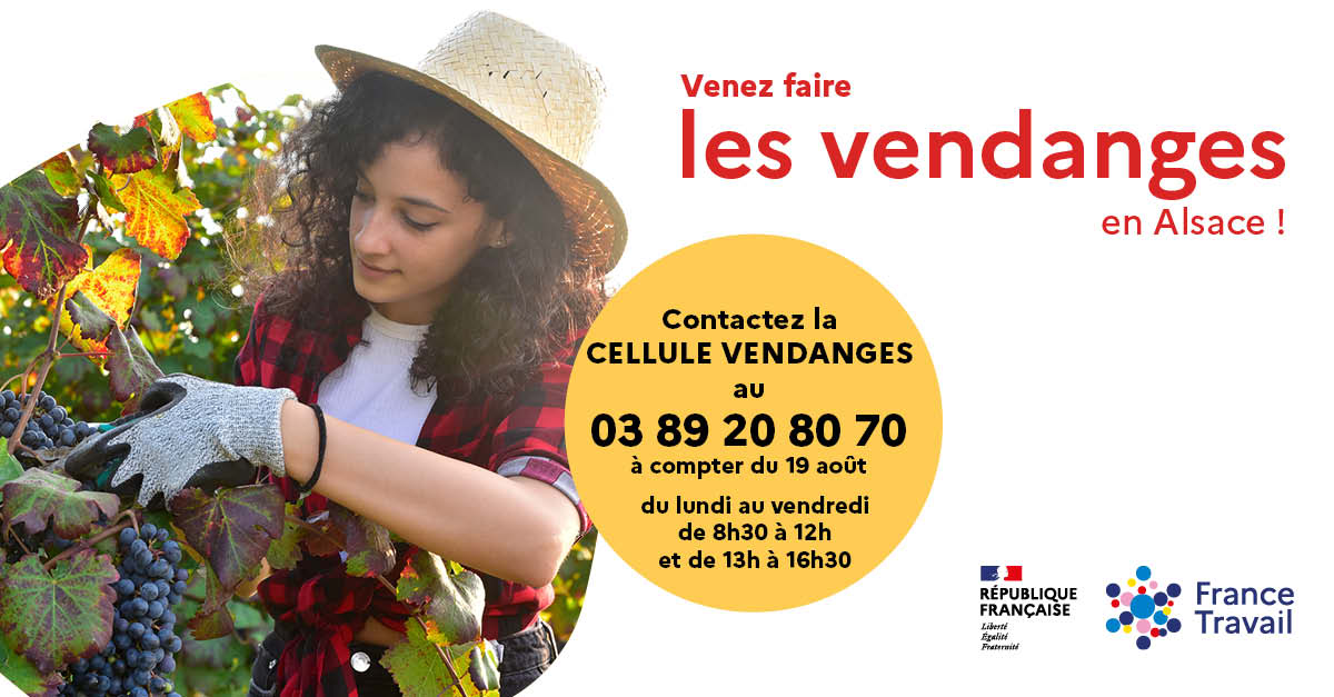 Affiche recherche vendangeuses 2024