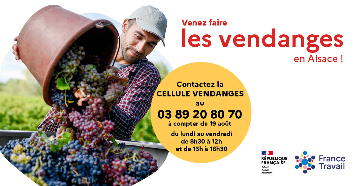 Affiche recherche vendangeurs 2024