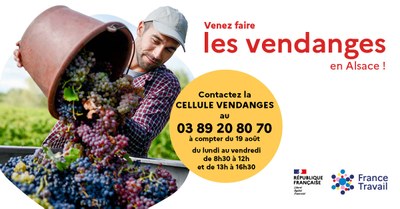 Affiche recherche vendangeurs 2024
