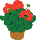 Geraniums