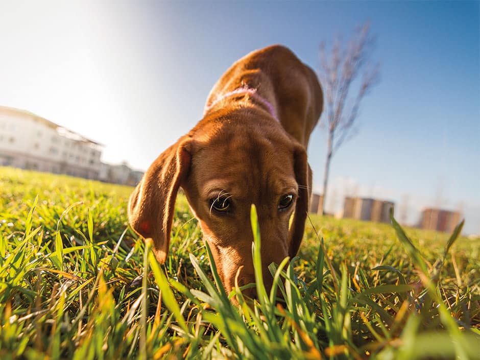 Chien