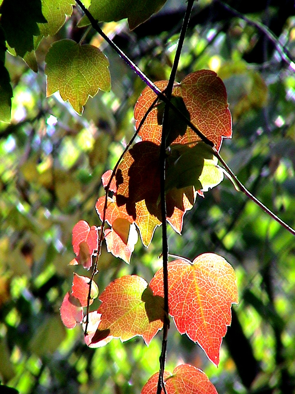 Feuilles vigne