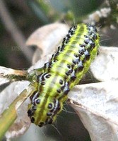 Photo DNA d'une chenille très dangereuse pour le buis, la pyrale du buis