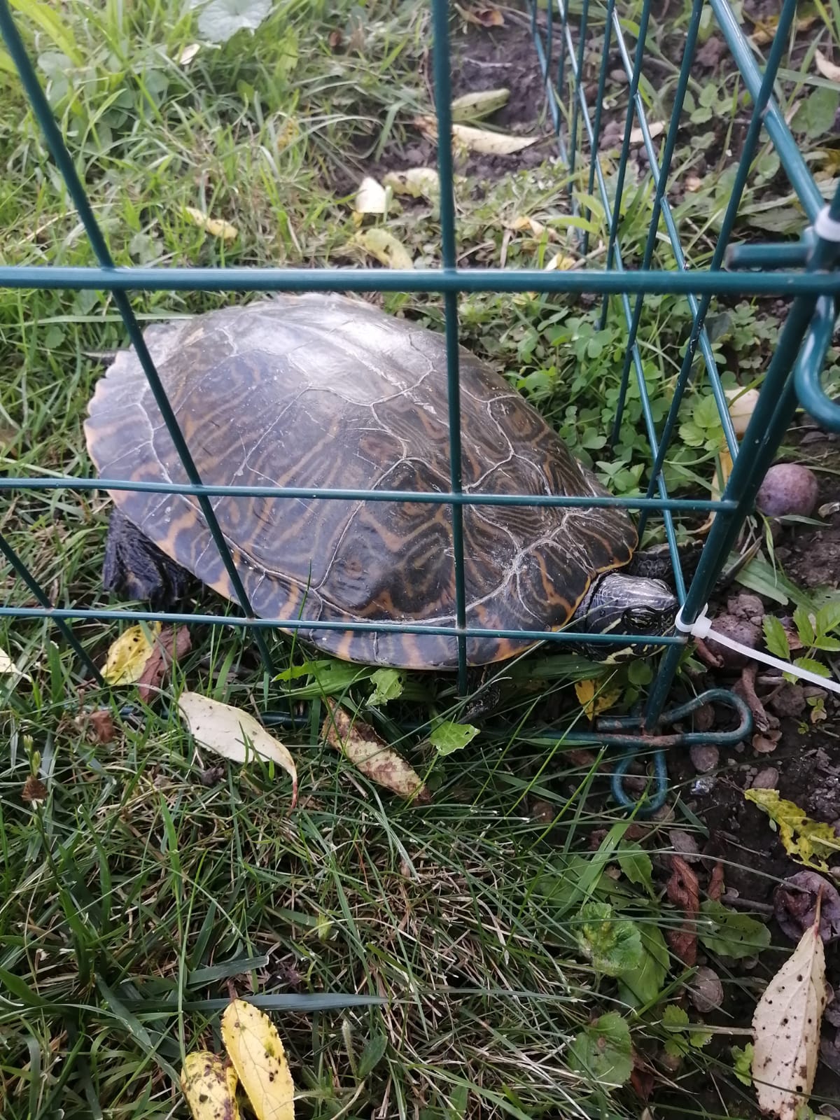 Tortue