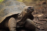 Photo d'une tortue terrestre.