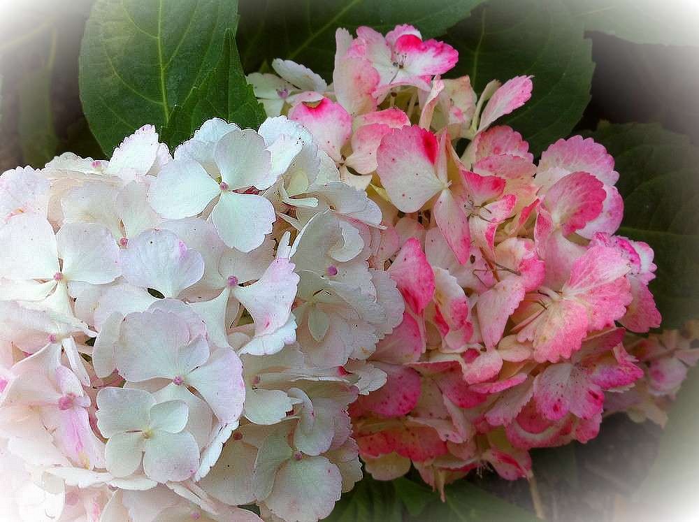 Hortensias pour anniversaires