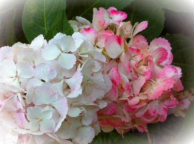 Hortensias pour anniversaires