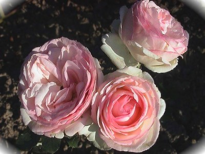 Roses Pierre de Ronsard pour anniversaires