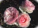 Photo pouvant illustrer la rubrique des anniversaires : les roses Pierre de Ronsard roses et blanches sur fond sombre sont magnifiques