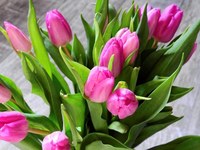 image bouquet tulipes