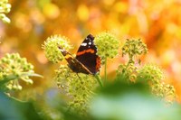 image papillon automne