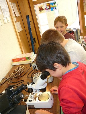2013-04-05 CE1 - Les élèves observent les fleurs au microscope pour en faire un schéma
