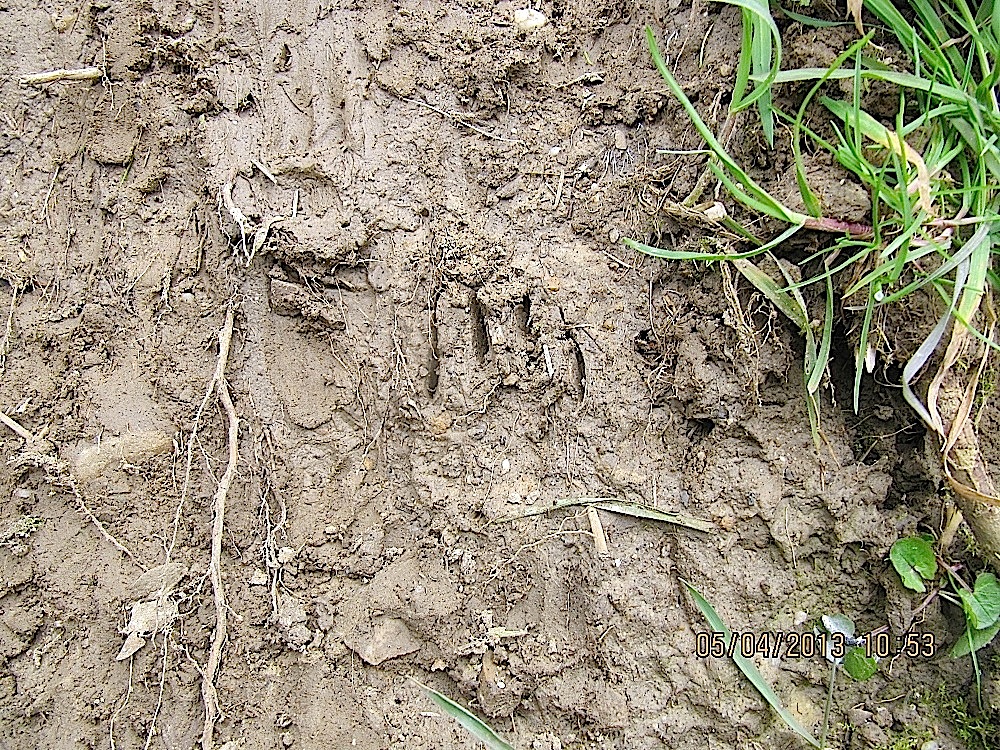 2013-04-05 CE2CM1 Une belle trace de griffes de blaireau