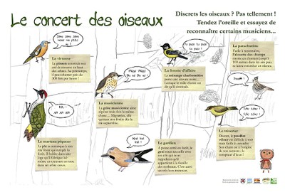 Le concert des oiseaux