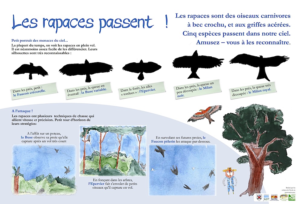 Les rapaces passent