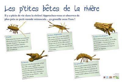 Ptites bêtes de la rivière