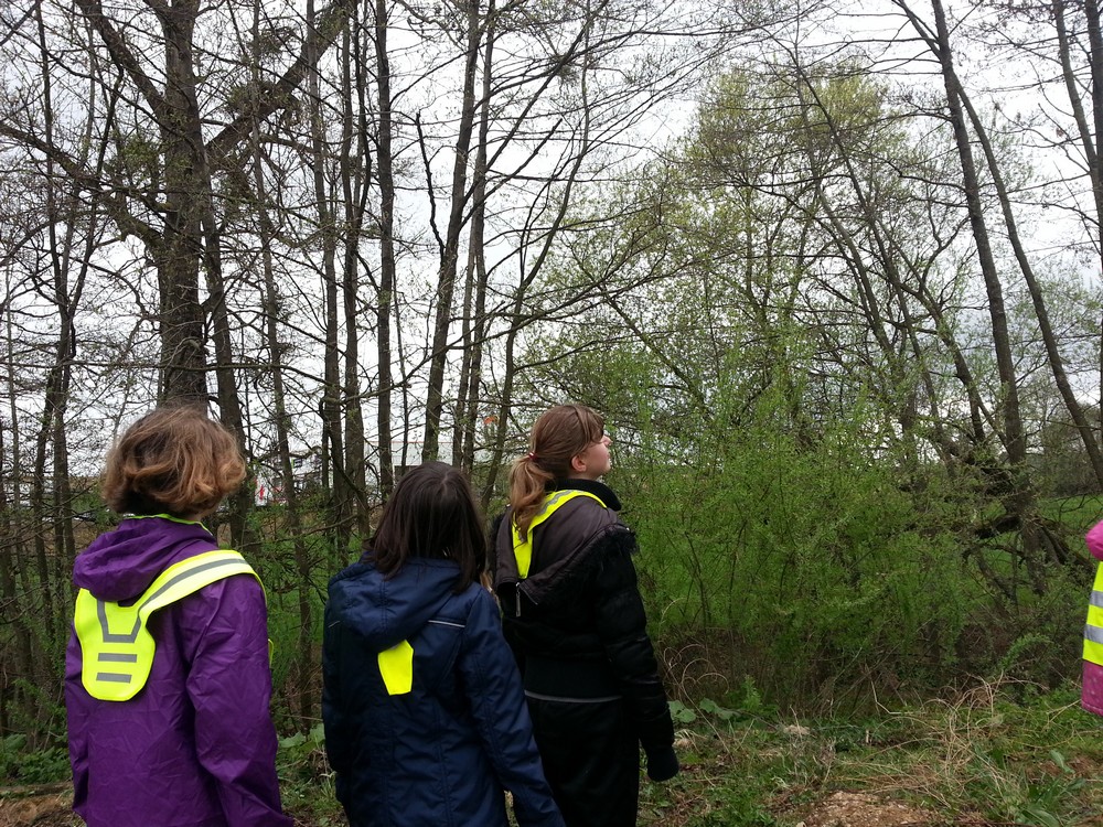 On observe les arbres