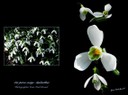 Les perce-neige-galanthus - Carte de Jean-Paul Girard