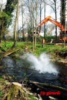 Abbattage d'arbre au bord de l'Ill 