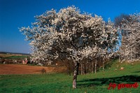 Printemps à LIEBSDORF