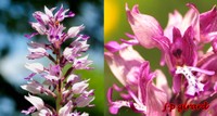 Orchidée_orchis militaire