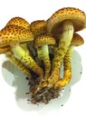  Pholiota squarrosa