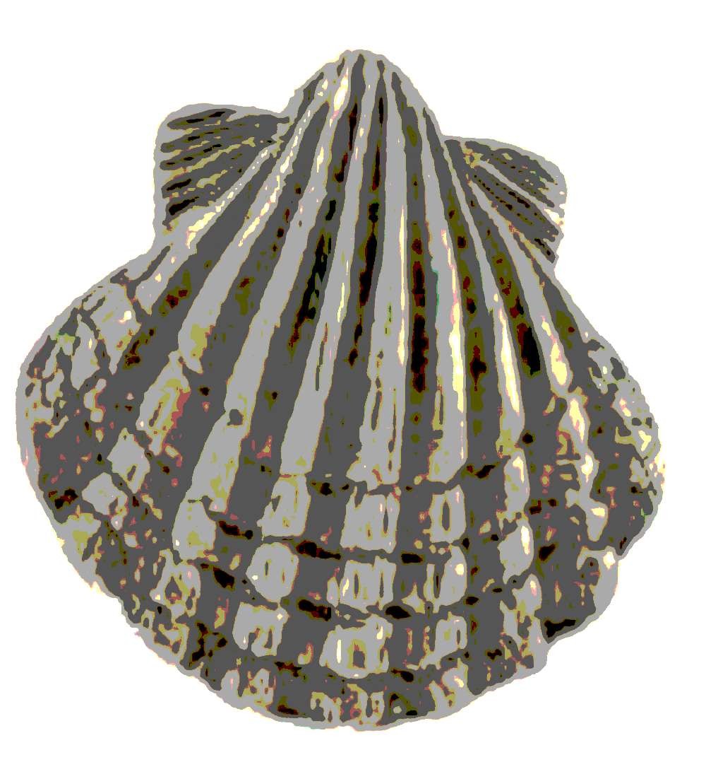 Coquille, symbole de Compostelle