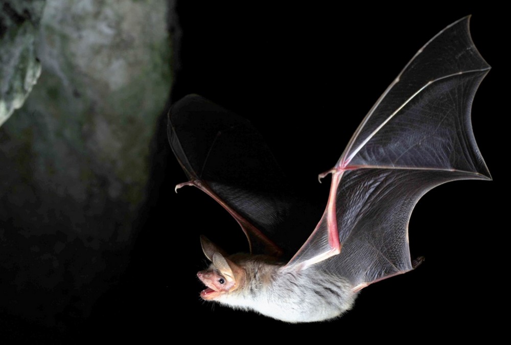 Chauve-souris - Grand Murin