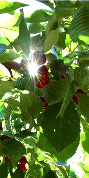 Image de la Nature racontée - cerisier