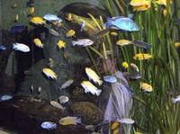 Aquarium au parc Wilhelma à Stuttgart