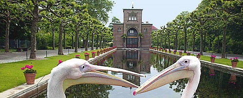 Grands pélicans au parc Wilhelma à Stuttgart