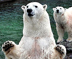 Ours blanc au parc Wilhelma à Stuttgart