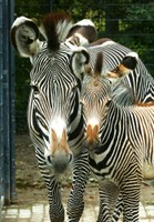 Zèbres de Grévy (zèbre impérial) au parc Wilhelma à Stuttgart