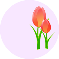 Tulipe