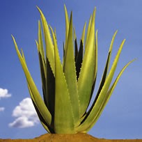 Plante d'Aloe Vera