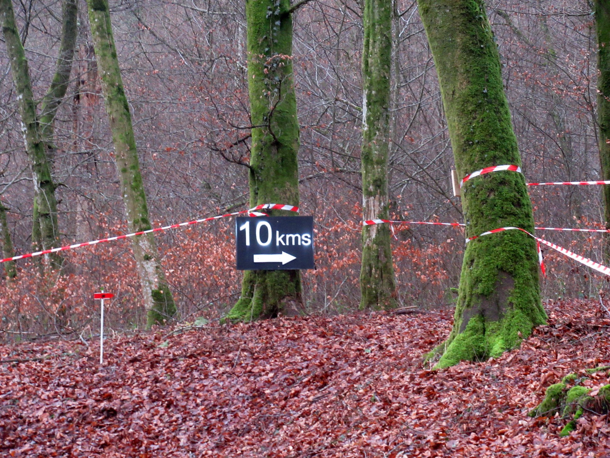 Marche - Wald'run 2018 47.