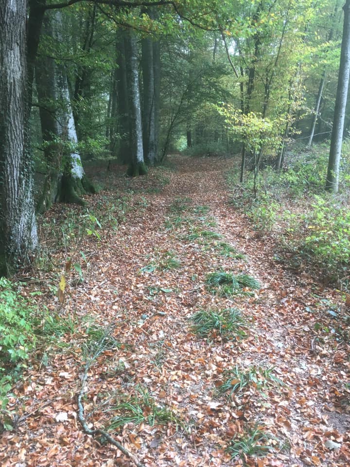 Marche de nuit - Wald'run night 2019 2.