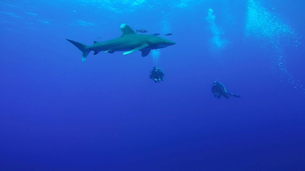 Photo eurodiving voyage egypte