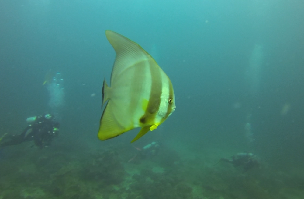 Photo eurodiving voyage oman