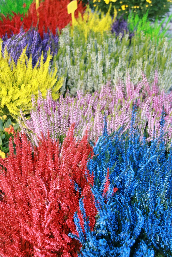 Stand Sundgau Fleurs bruyères