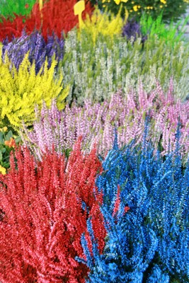 Stand Sundgau Fleurs bruyères