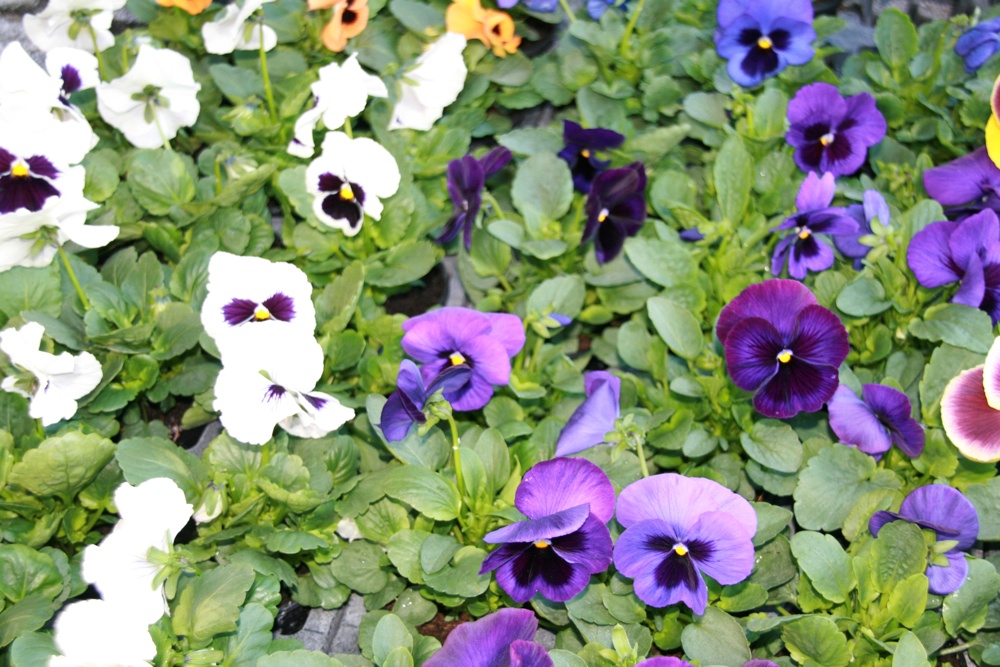 Stand Sundgau Fleurs pensées mauves et blanches