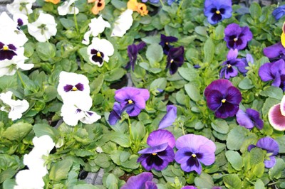 Stand Sundgau Fleurs pensées mauves et blanches