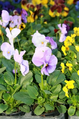 Stand sundgau fleurs pensées mauves