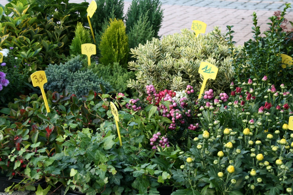 Stand Sundgau fleurs plantes